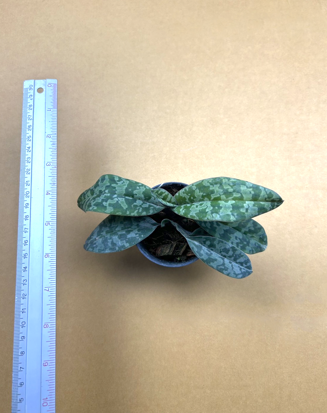 21 Paph. wardii.png