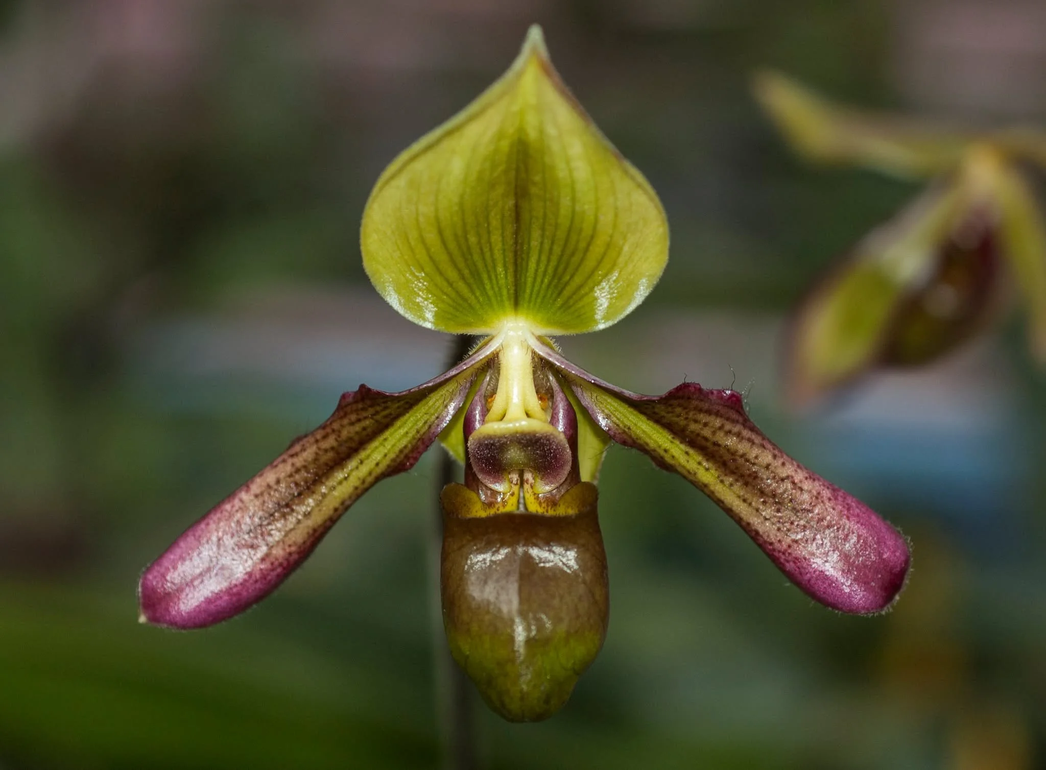 Paphiopedilum hookerae