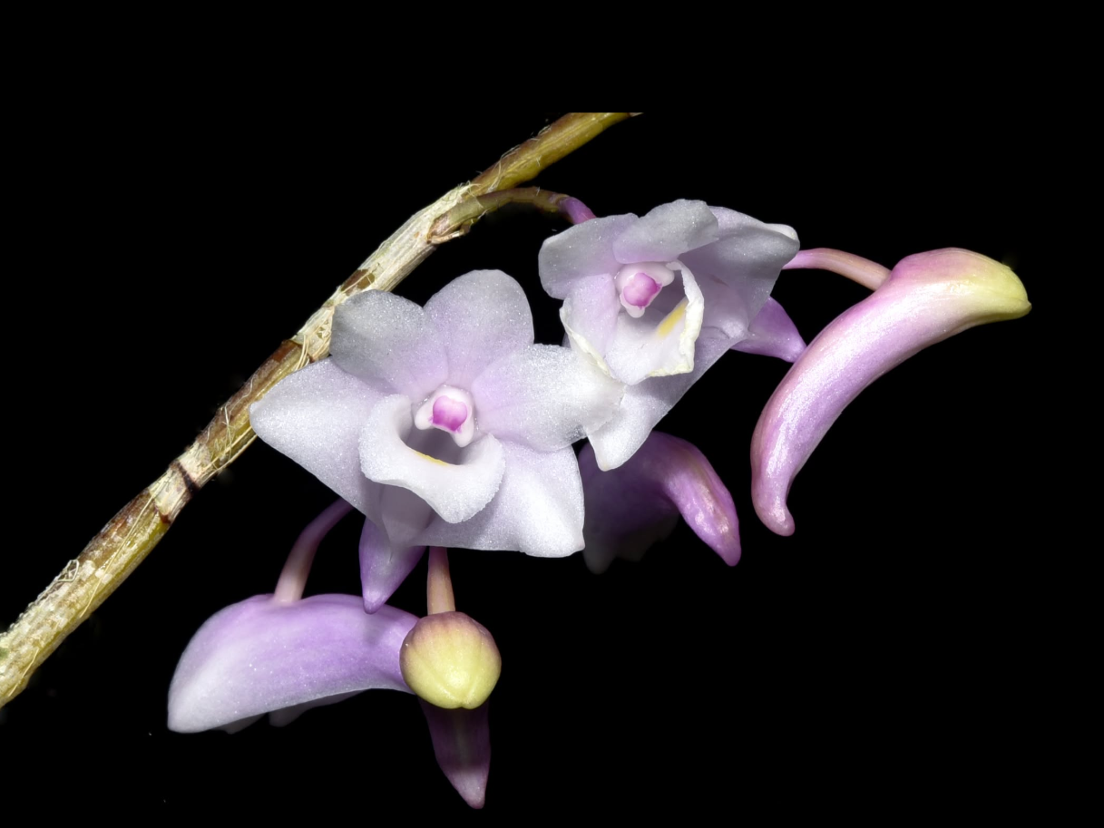 Dendrobium arcuatum x Dendrobium rindjaniense