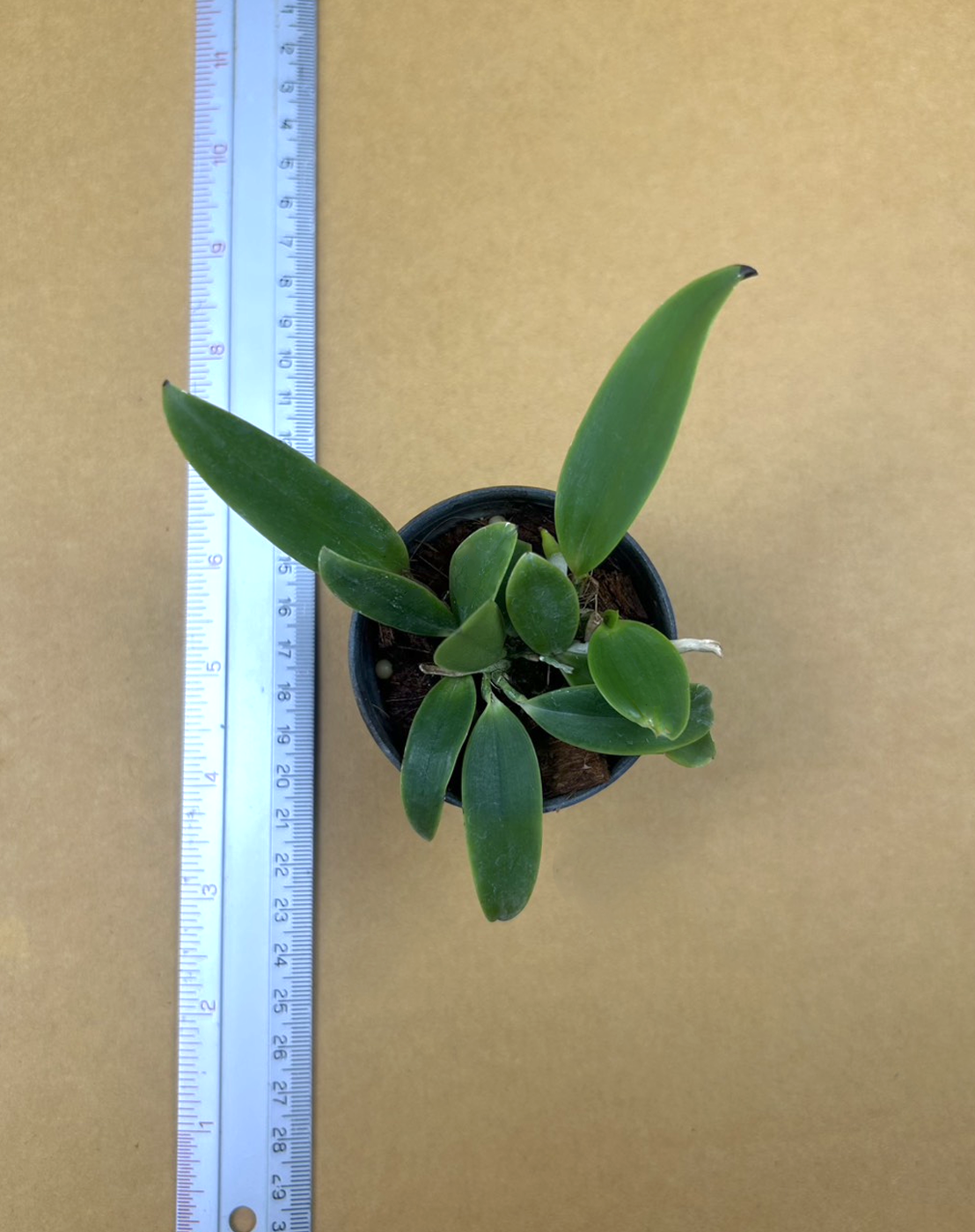 Cattleya aclandiae "alba"