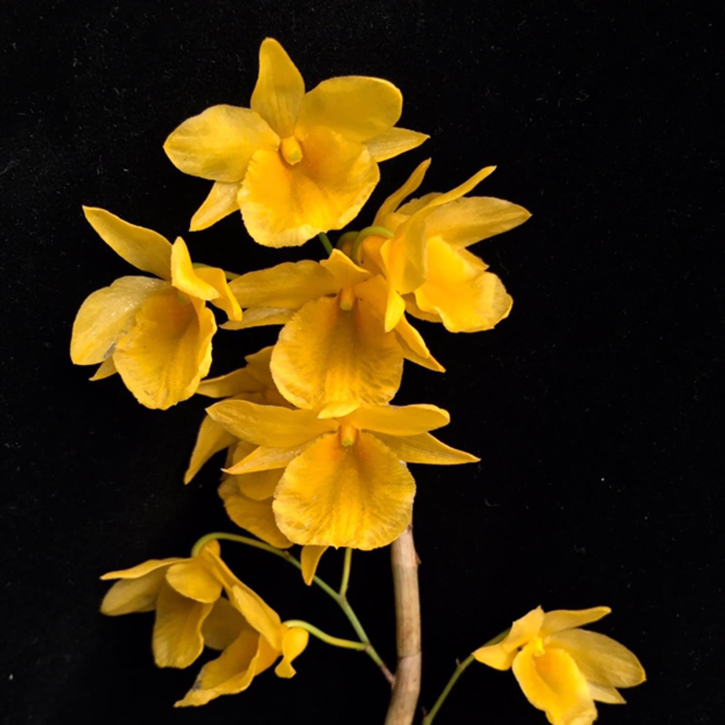Dendrobium-dixanthum.png