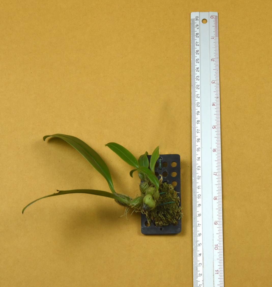 10%2BBulb.%2Bcowenorum.png