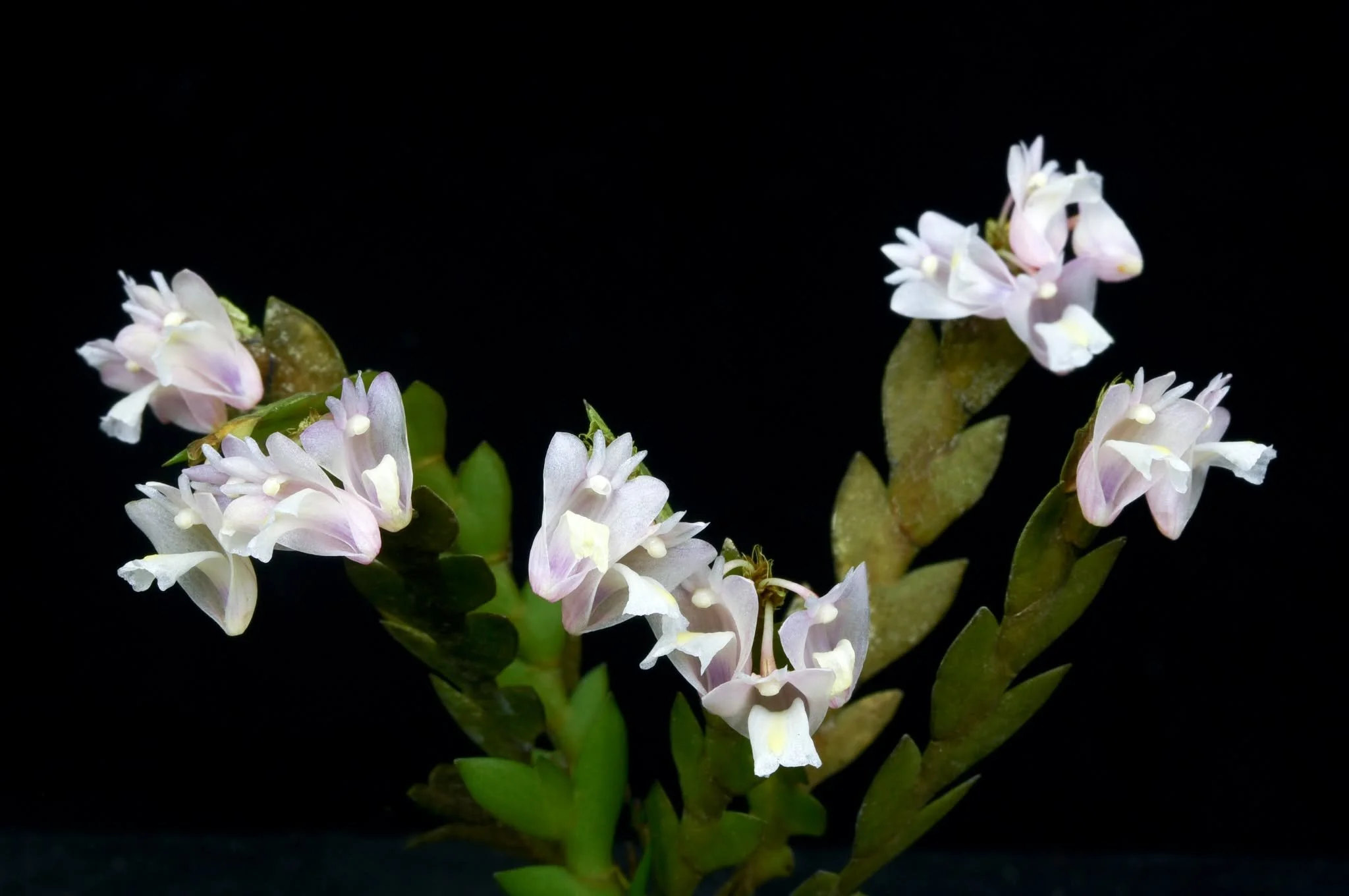 Dendrobium-terminale.jpg