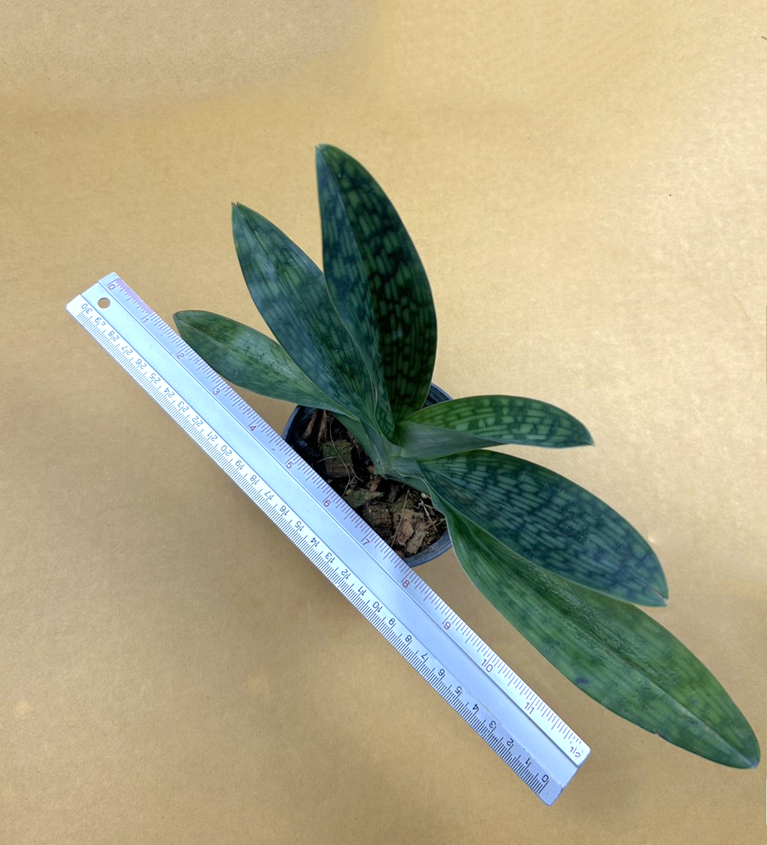 4+Paph.+ciliolare.png