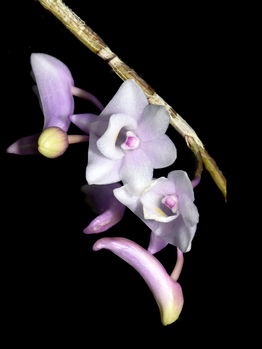 Dendrobium arcuatum x Dendrobium rindjaniense.png