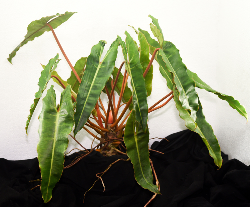 Philodendron billietiae  TropicalExotique