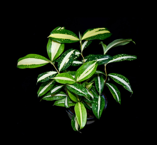 Dracaena surculosa "Milky Way"