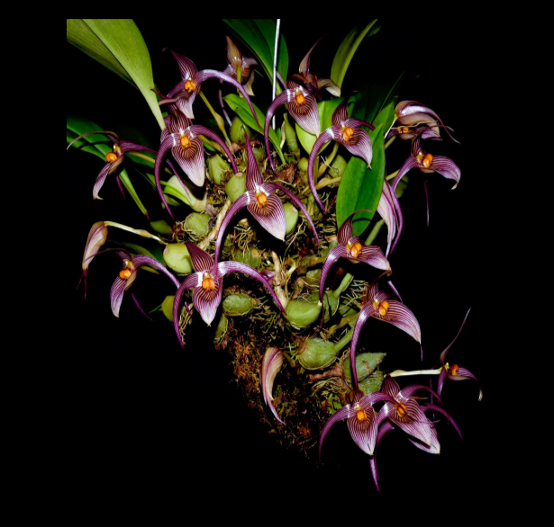 Bulbophyllum%2Binunctum%2Bpink-67.png
