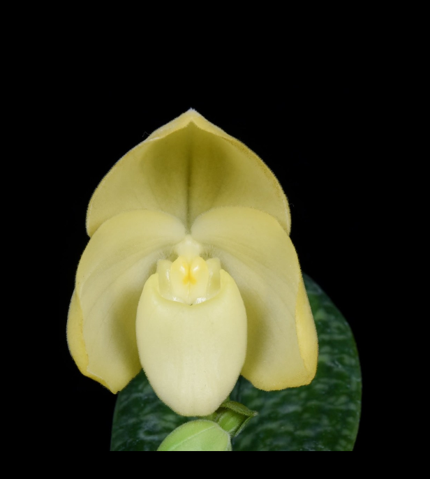 Paphiopedilum-concolor-alba-67.png