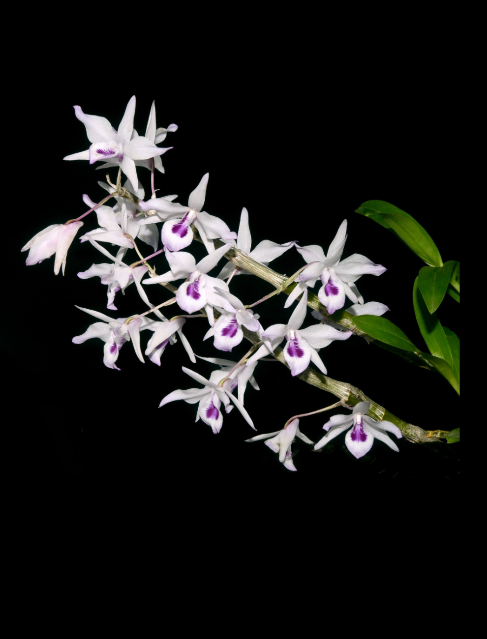 Dendrobium transparens.png