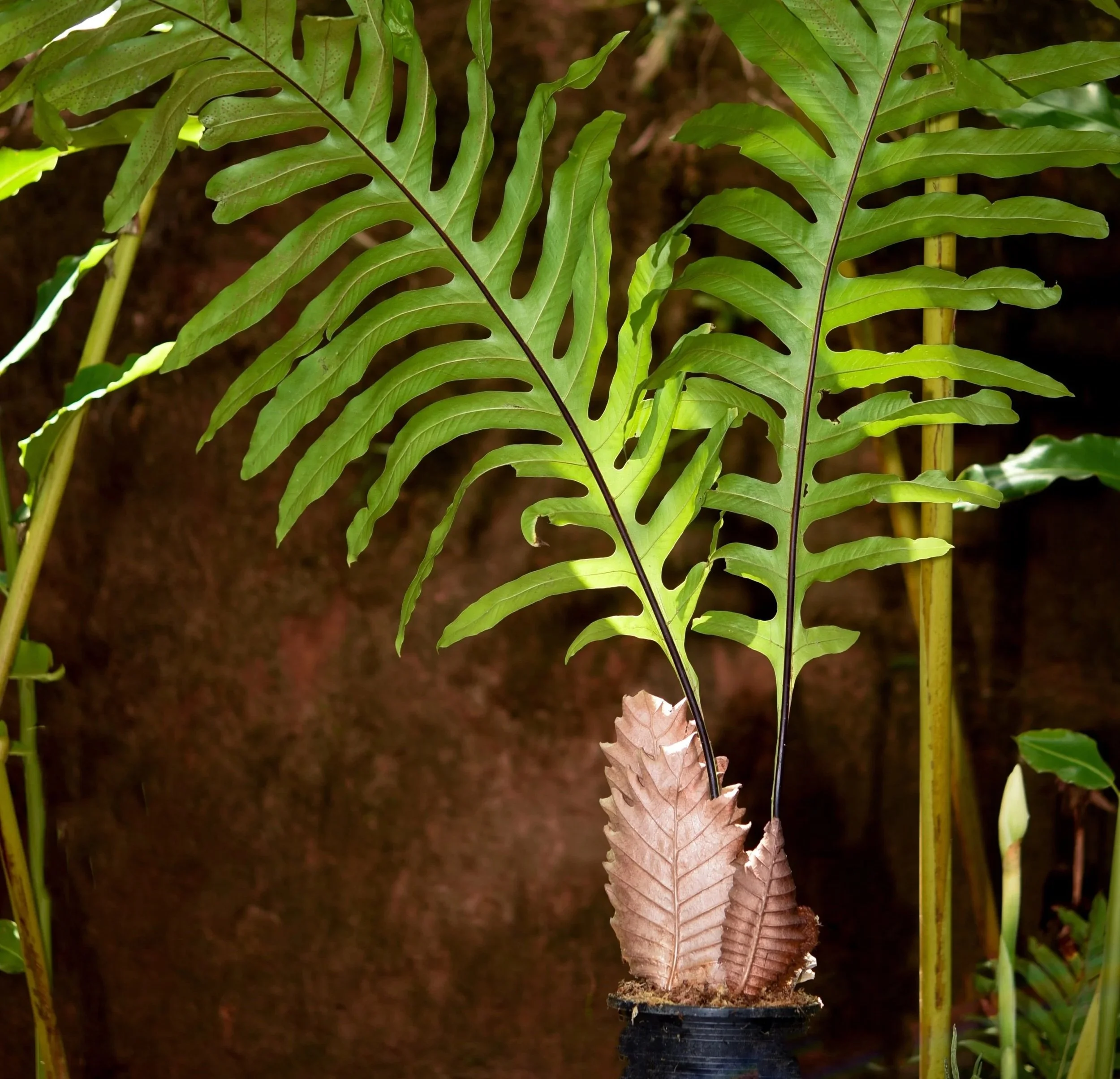 Drynaria quercifolia