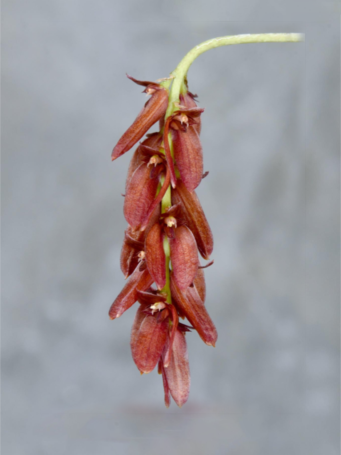 Bulbophyllum dickasonii x Bulbophyllum triste  (Bulbophyllum bloody Gem)