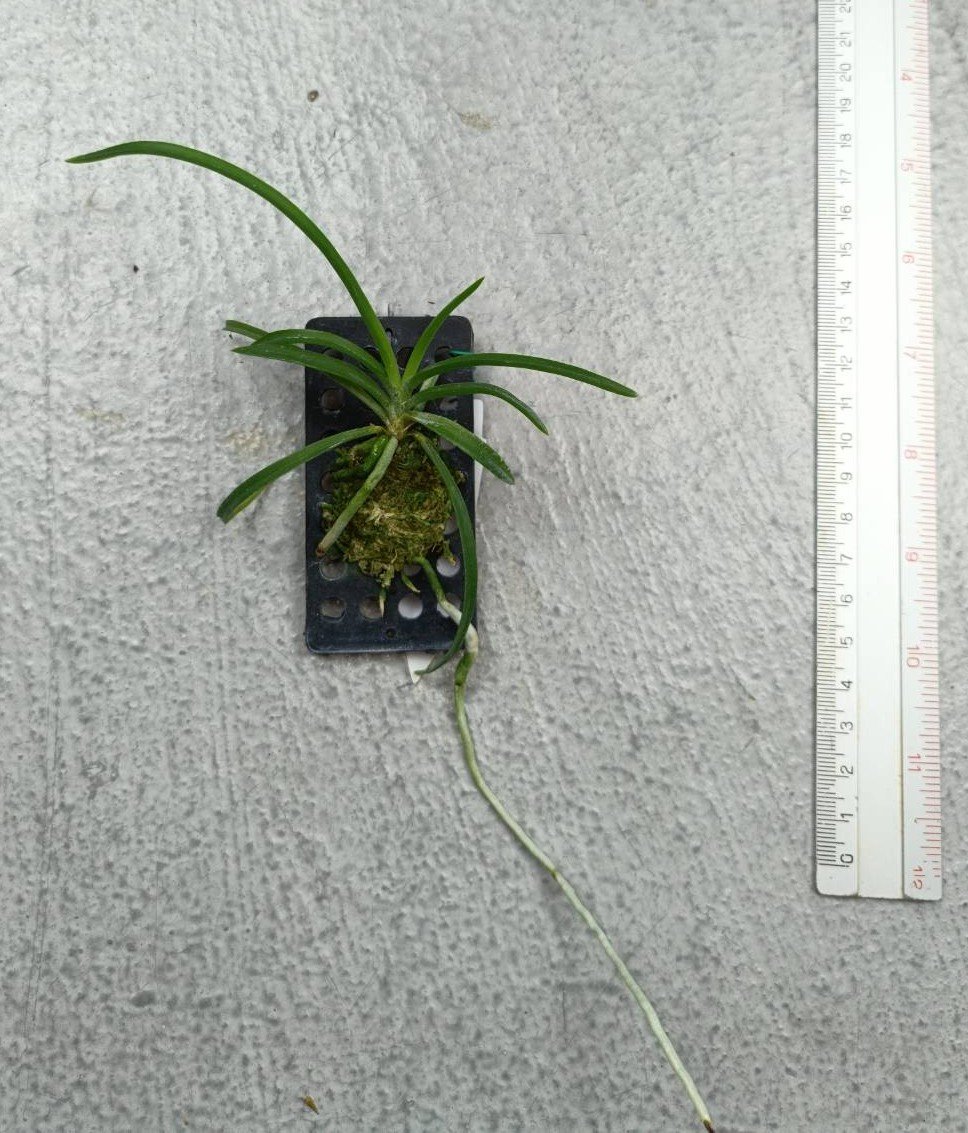 Vanda lombokensis x Holcoglossum rupestre 1.jpg