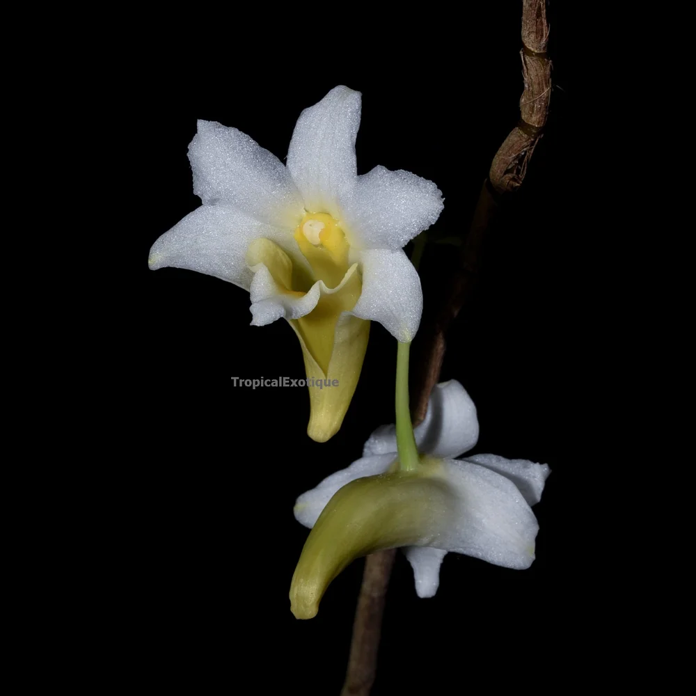Dendrobium paathii — TropicalExotique
