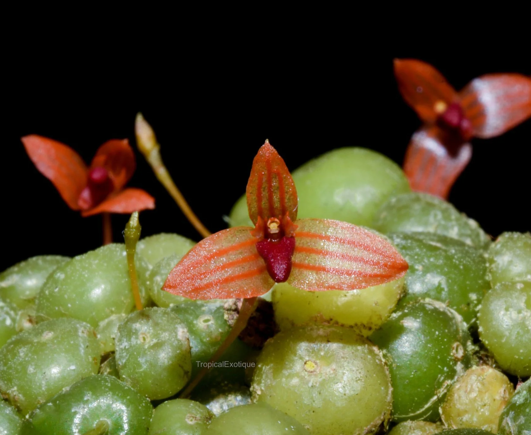 Bulbophyllum moniliforme