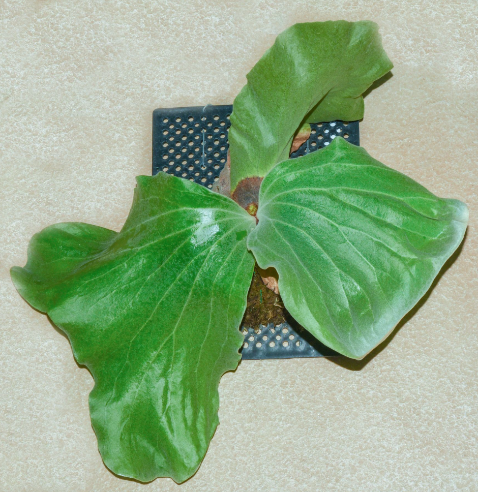Platycerium Antis (P.Elephantotis x P.Andinum).png