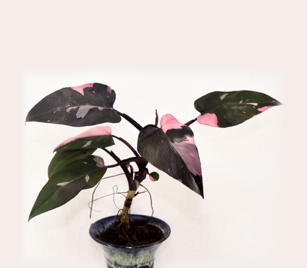 Philodendron-Pink-Princess-67.png