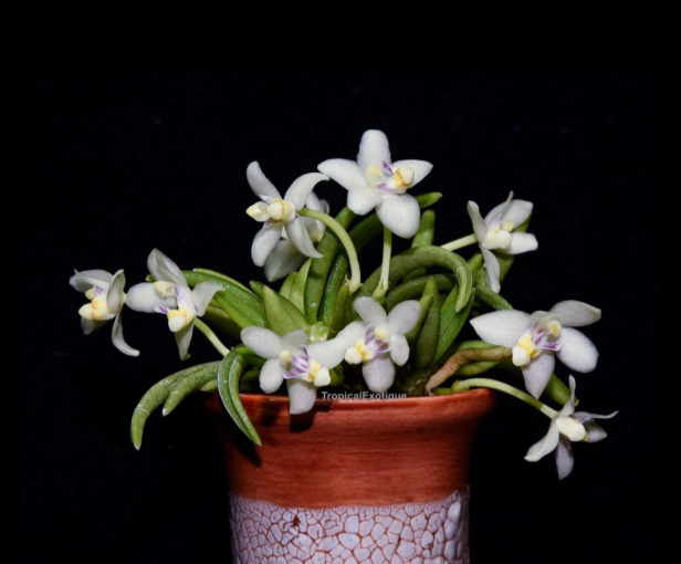Pteroceras-semiteretifolium-67.png