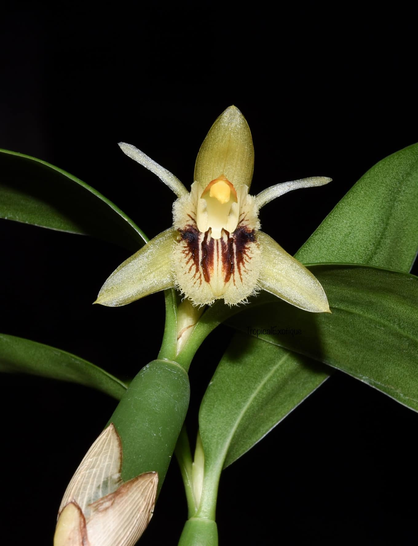 Coelogyne fimbriata