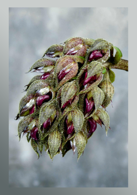 Bulbophyllum adelphidium "Thai Form"