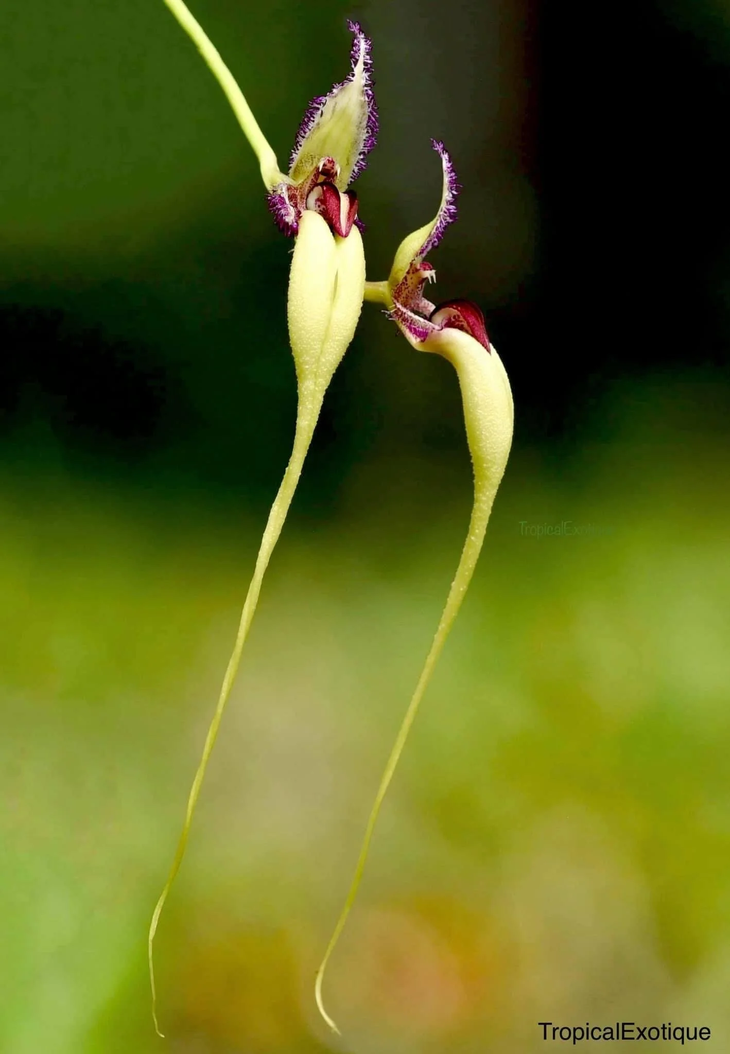 Bulbophyllum-fascinator-semi-album.jpg