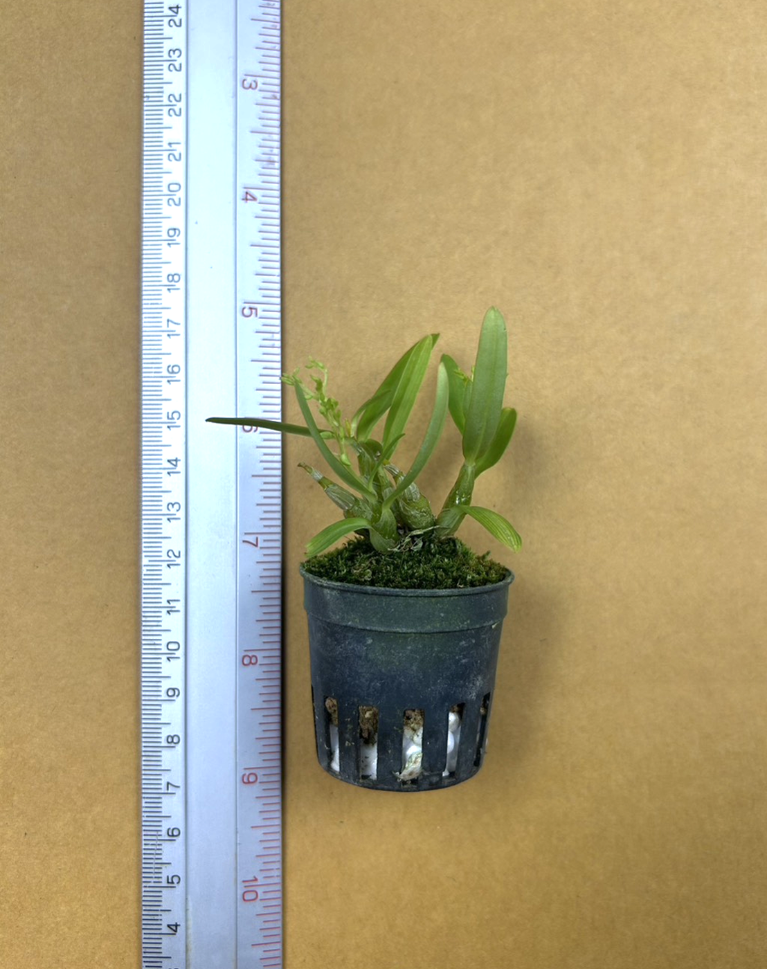 Den. perpaulum.png