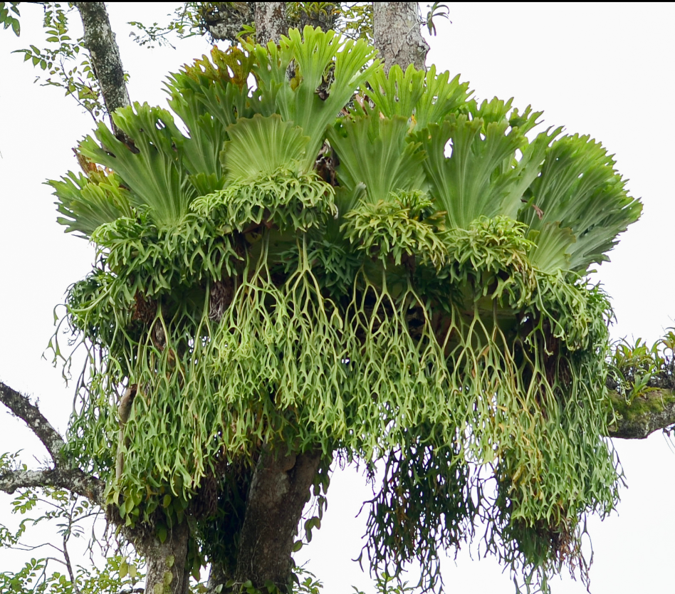 Platycerium coronarium.png (Copy)