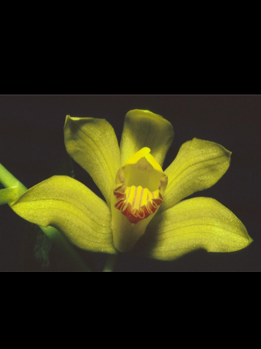 Rare Plant Festival  17.04.2026.png