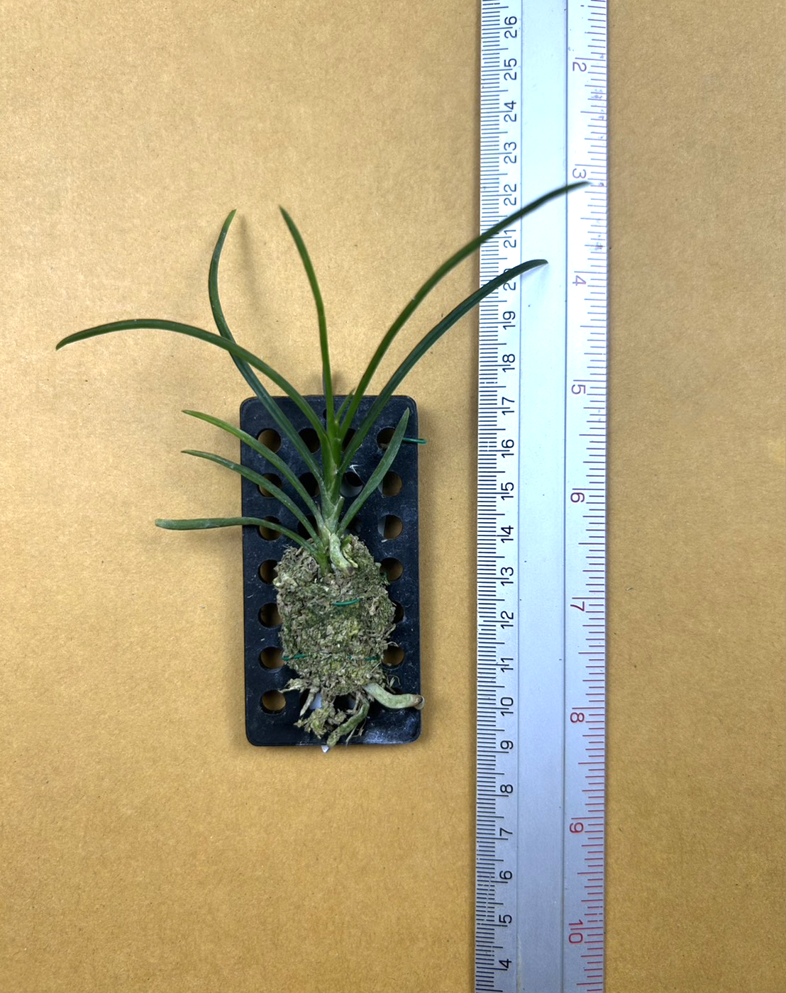 Holcoglossum lingulatum.png