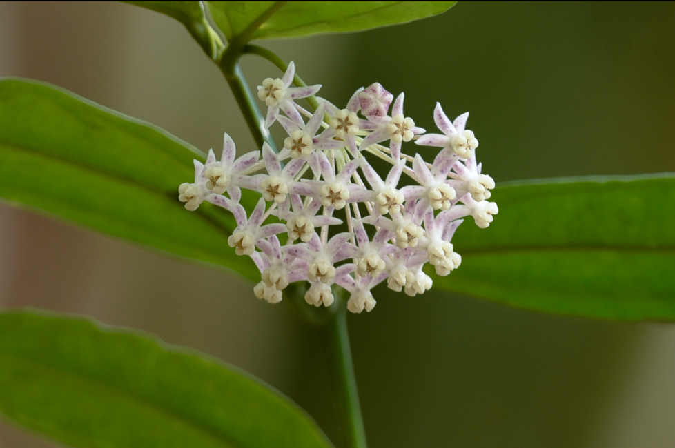 Hoya medinillifolia.png