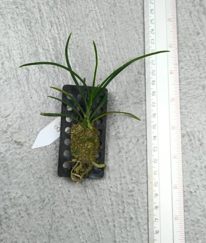 Holcoglossum lingulatum.jpg