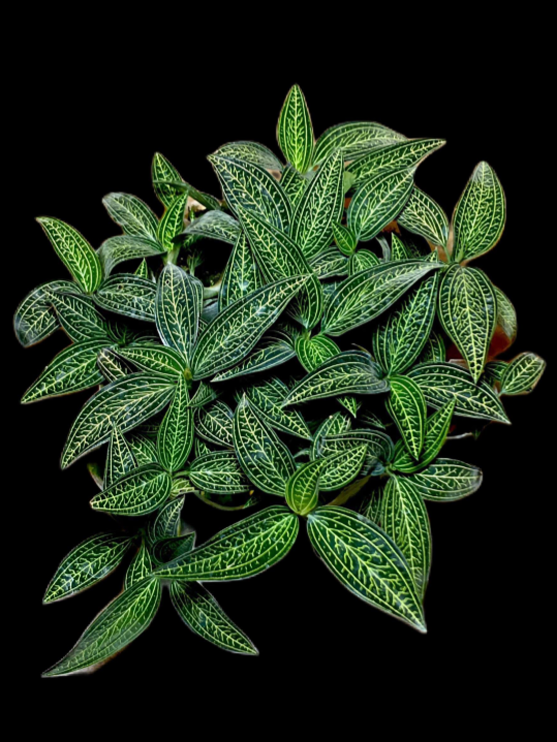 Ludisia discolor "Green Form"