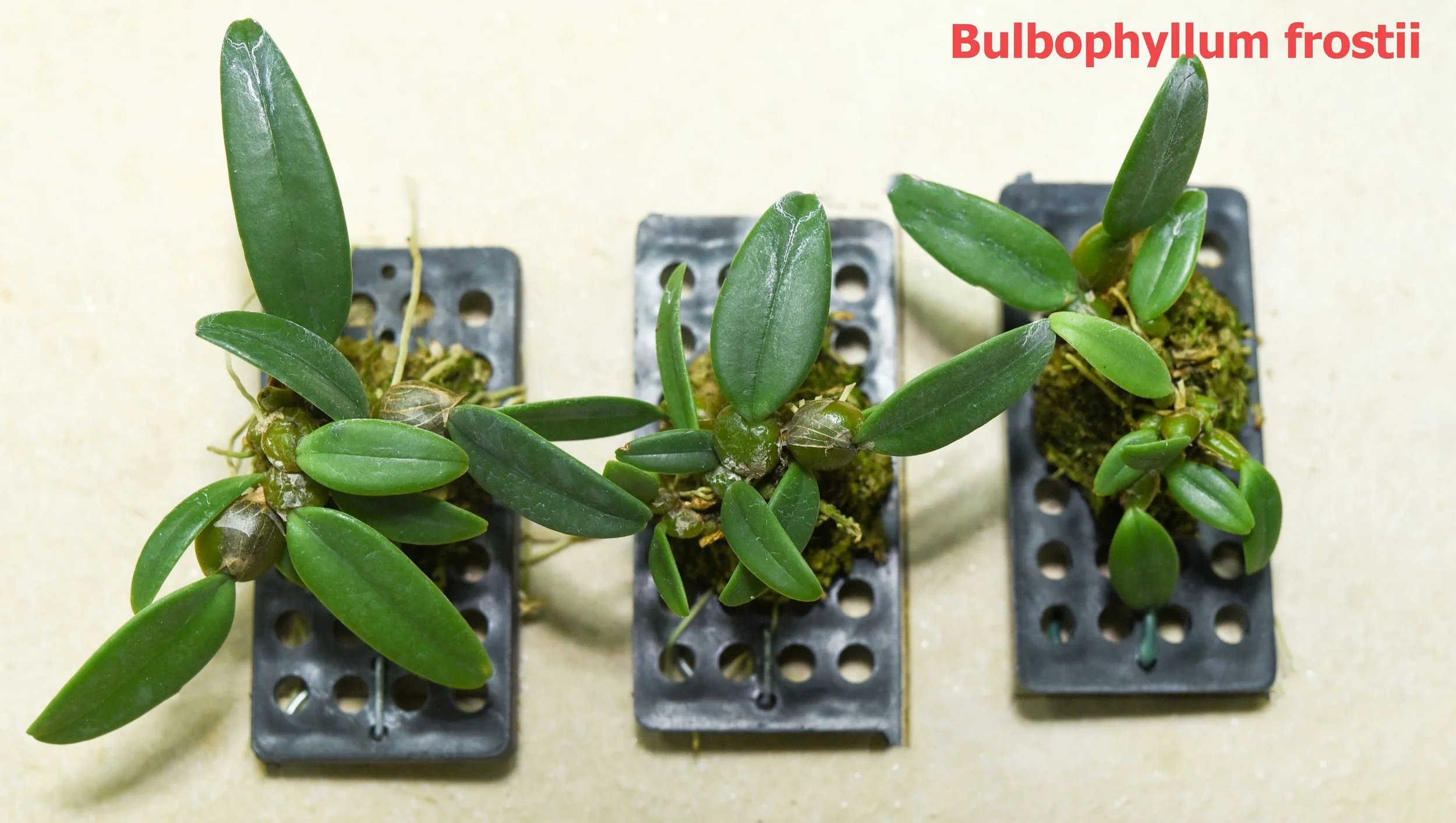 Bulbophyllum frostii1.jpg