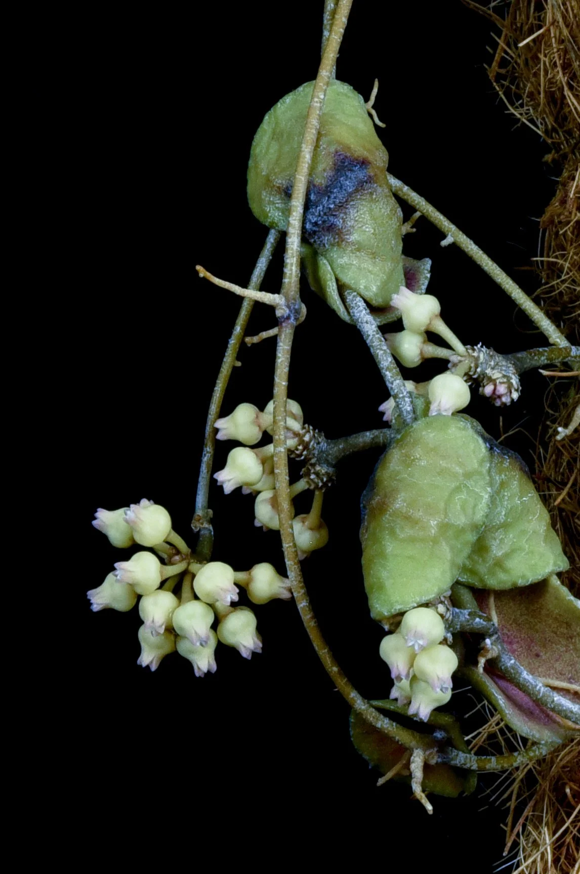 Dischidia imbricata