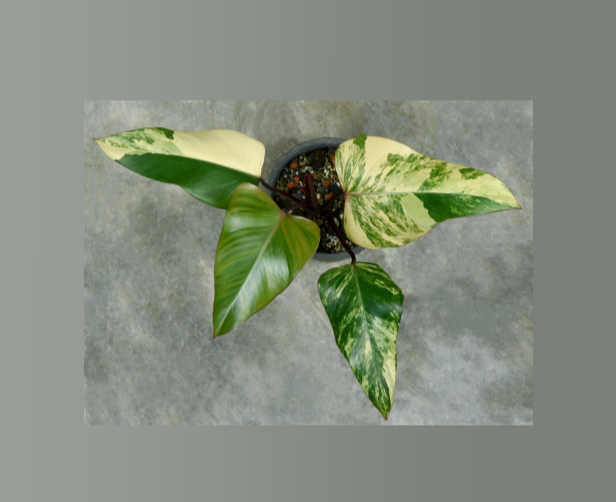 Philodendron+Strawberry+Shake-67.png