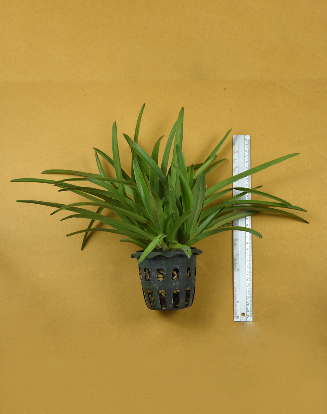 Paph exul.png