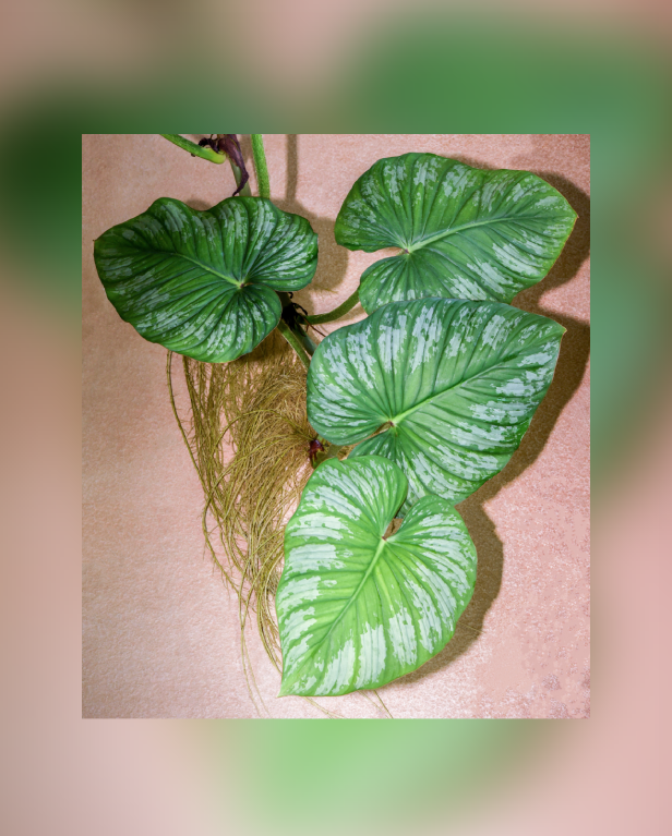 Philodendron mamei