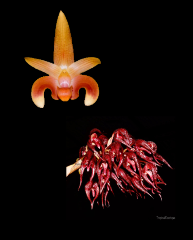 Bulbophyllum lobbii "Wine" x Bulbophyllum lasianthum