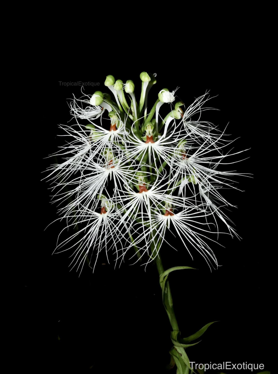 Habenaria myriotricha.png