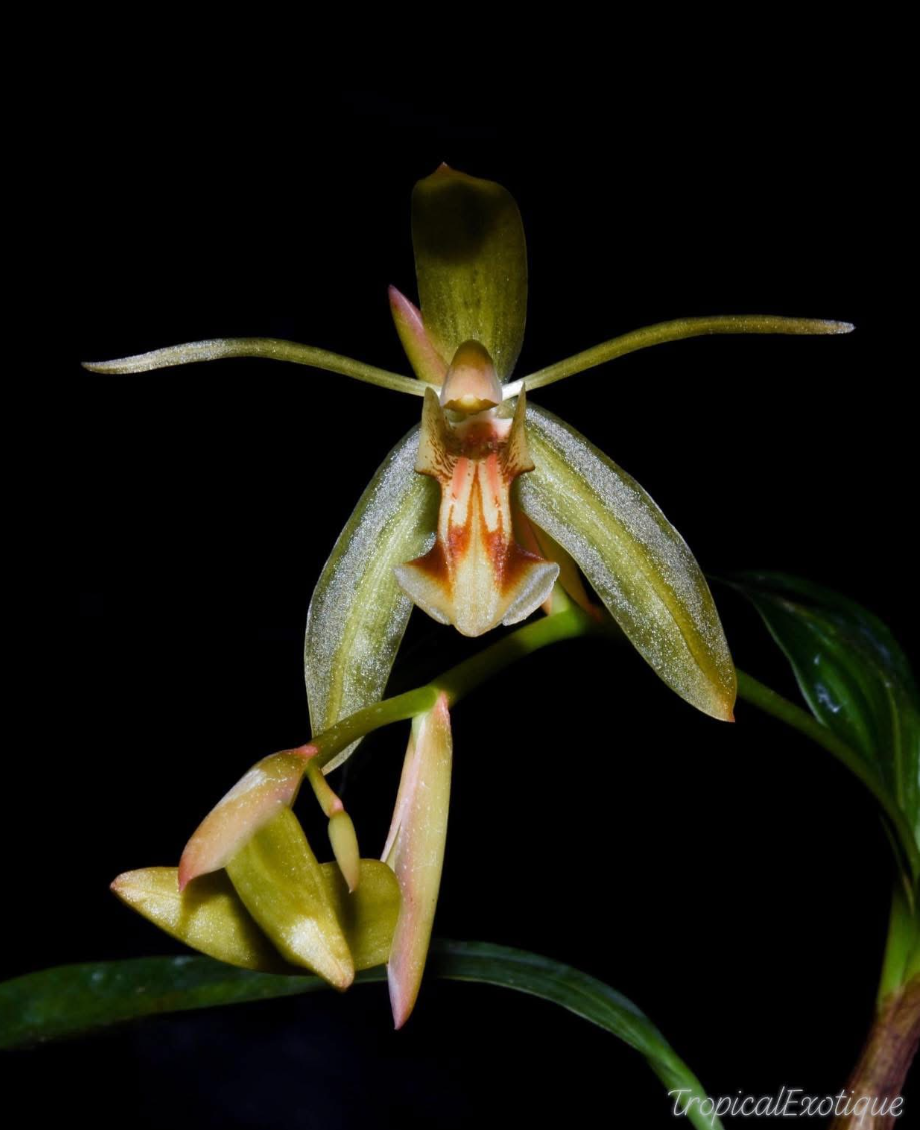Coelogyne sudora.png