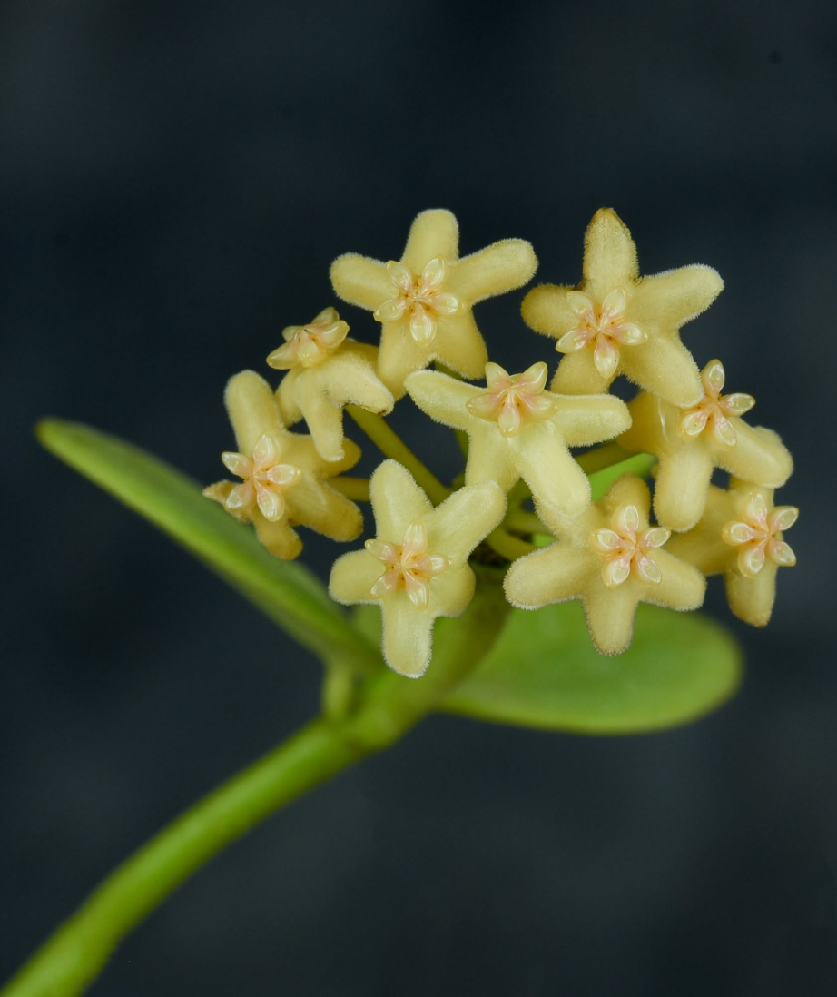 Hoya biakensis.png