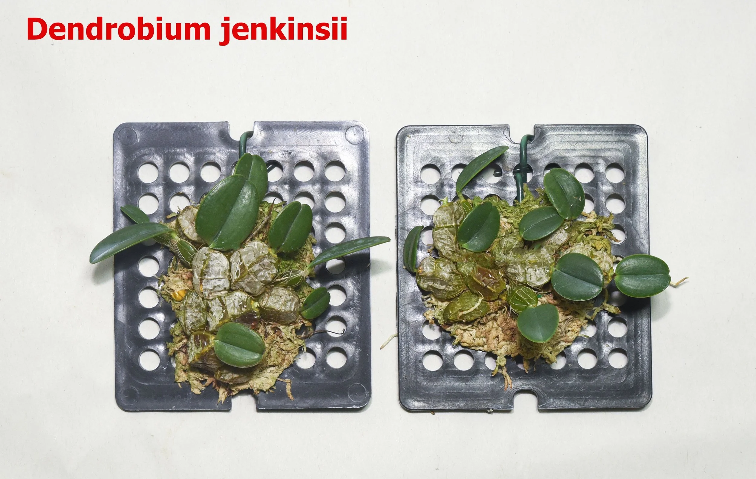 Dendrobium jenkinsii.jpg