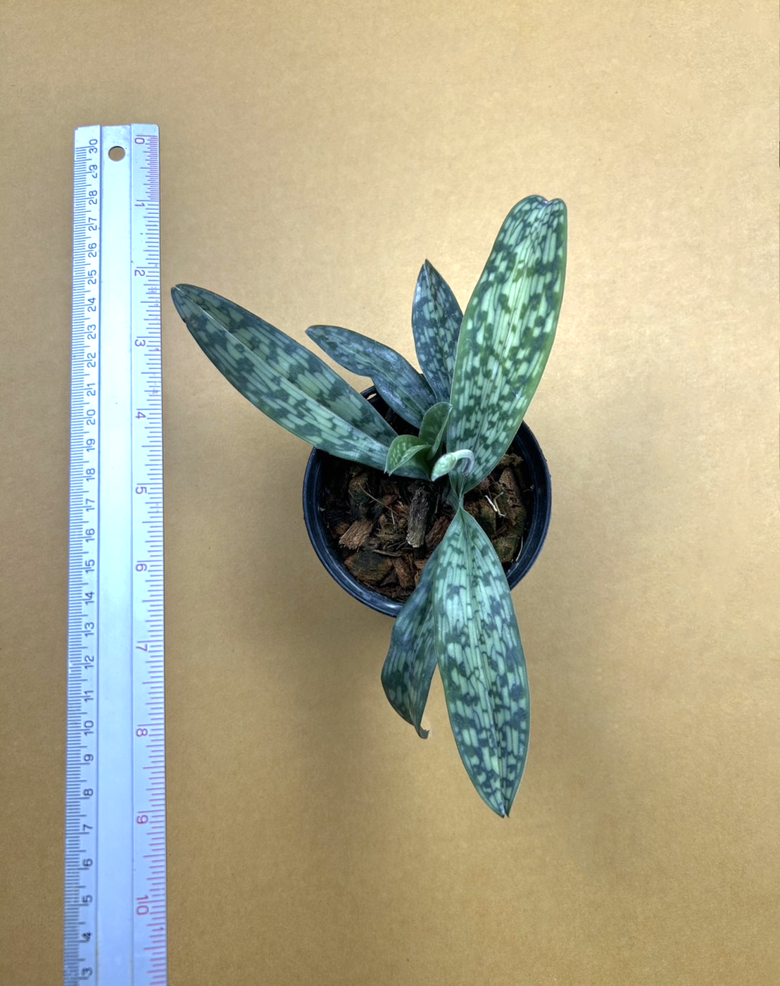 23 Paph. cerveranum - Paph. appletonianum.png