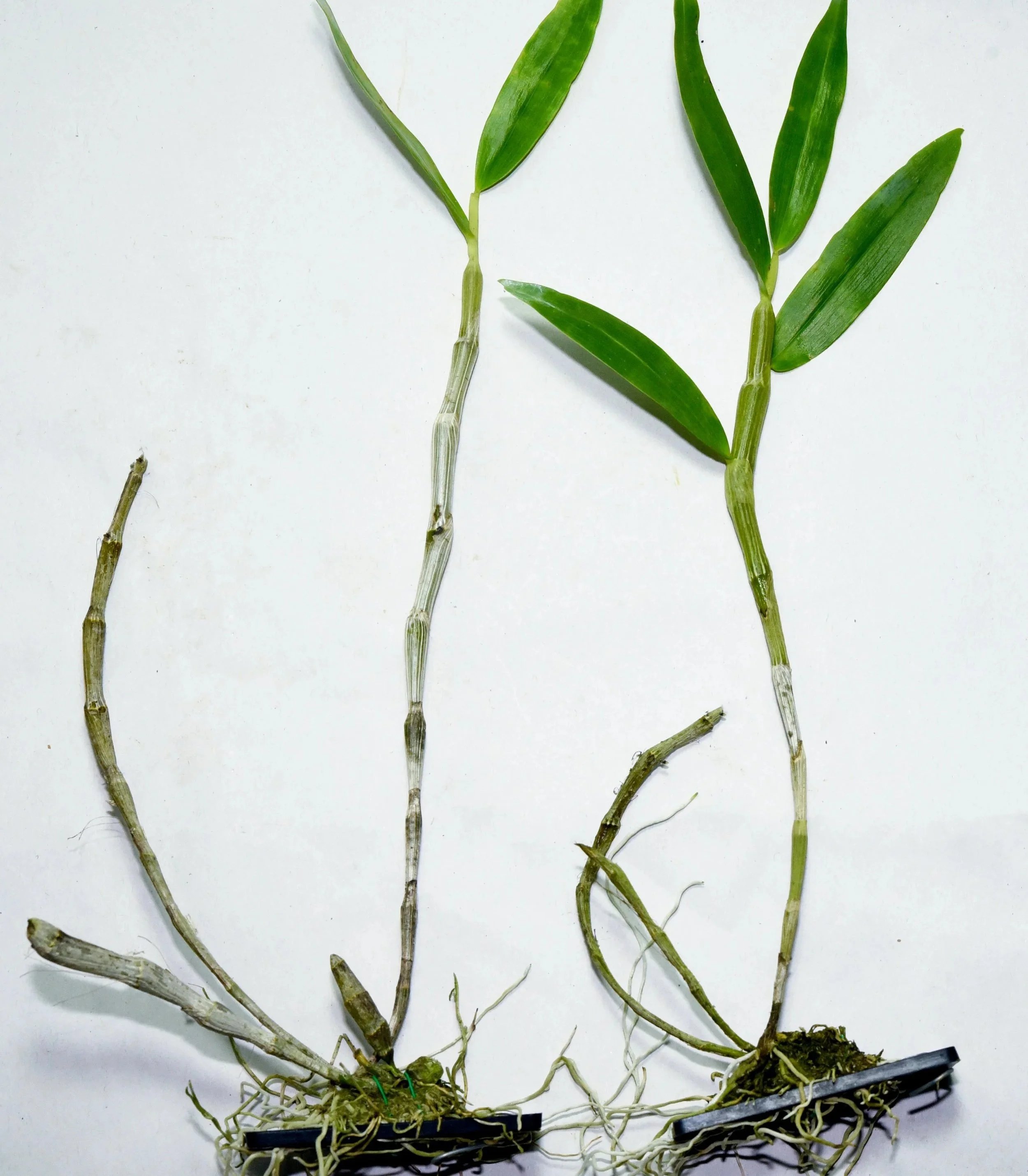 Dendrobium+lituiflorum.jpg