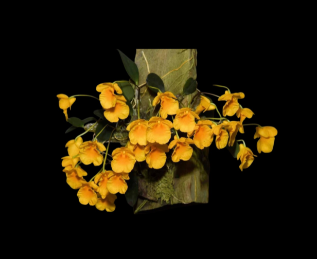 Dendrobium jenkinsii