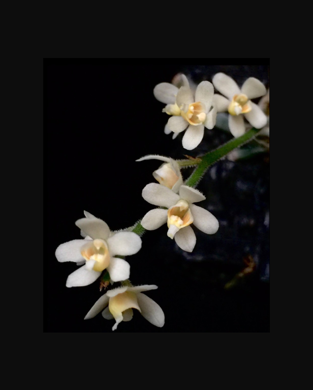 Chiloschista exuperei