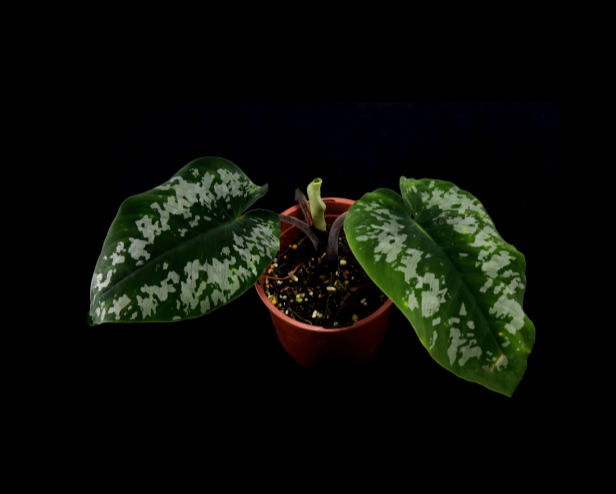 Adelonema wallisii