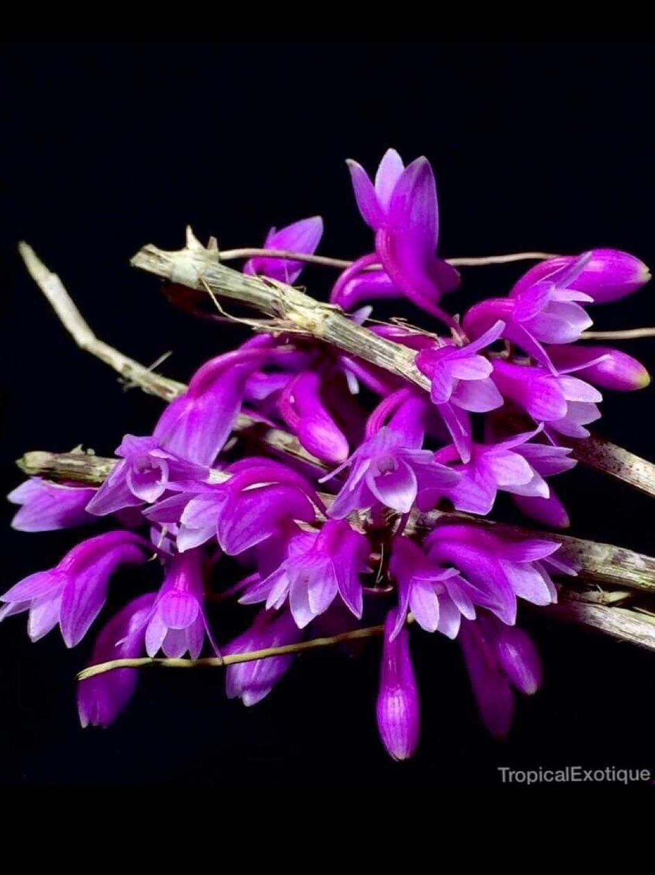 Dendrobium ramosii.png