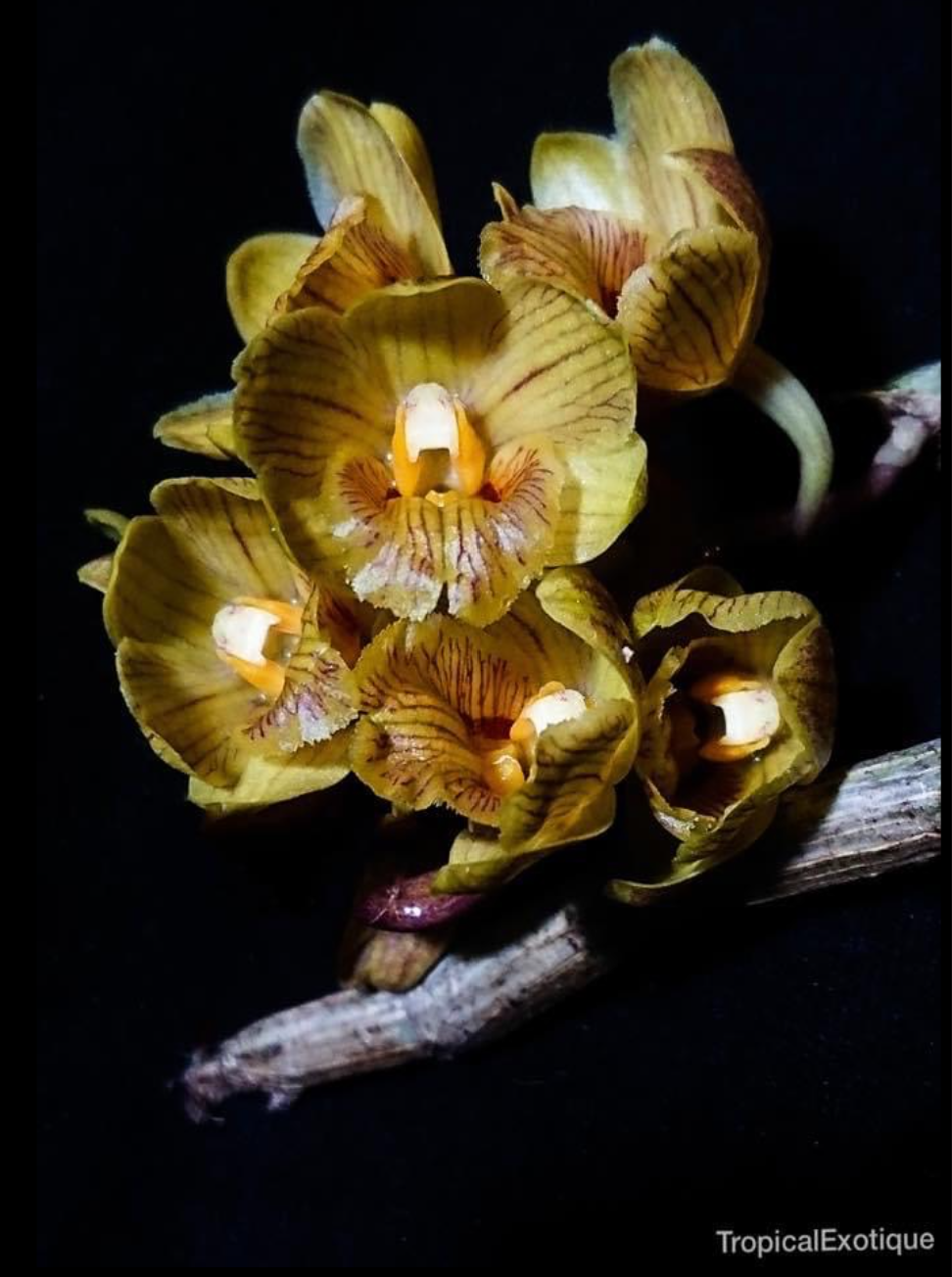 Dendrobium sarawakense