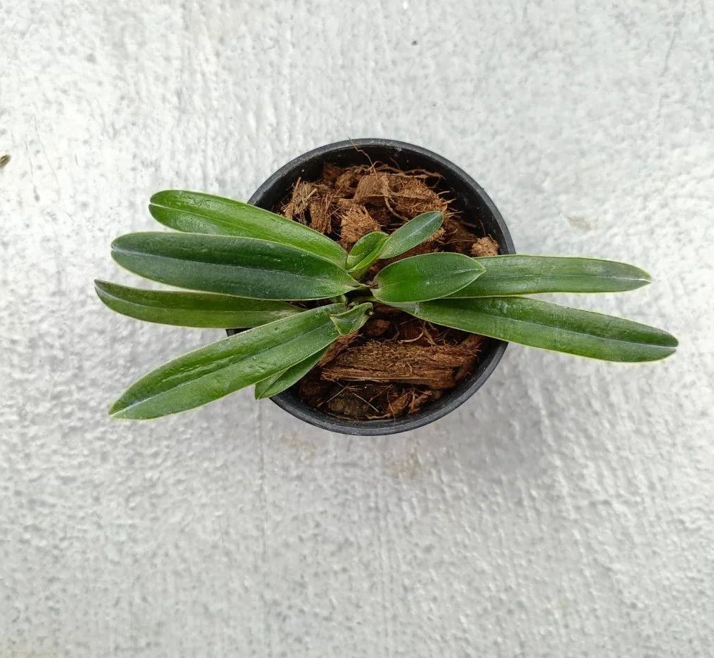 Paphiopedilum helenae.jpg